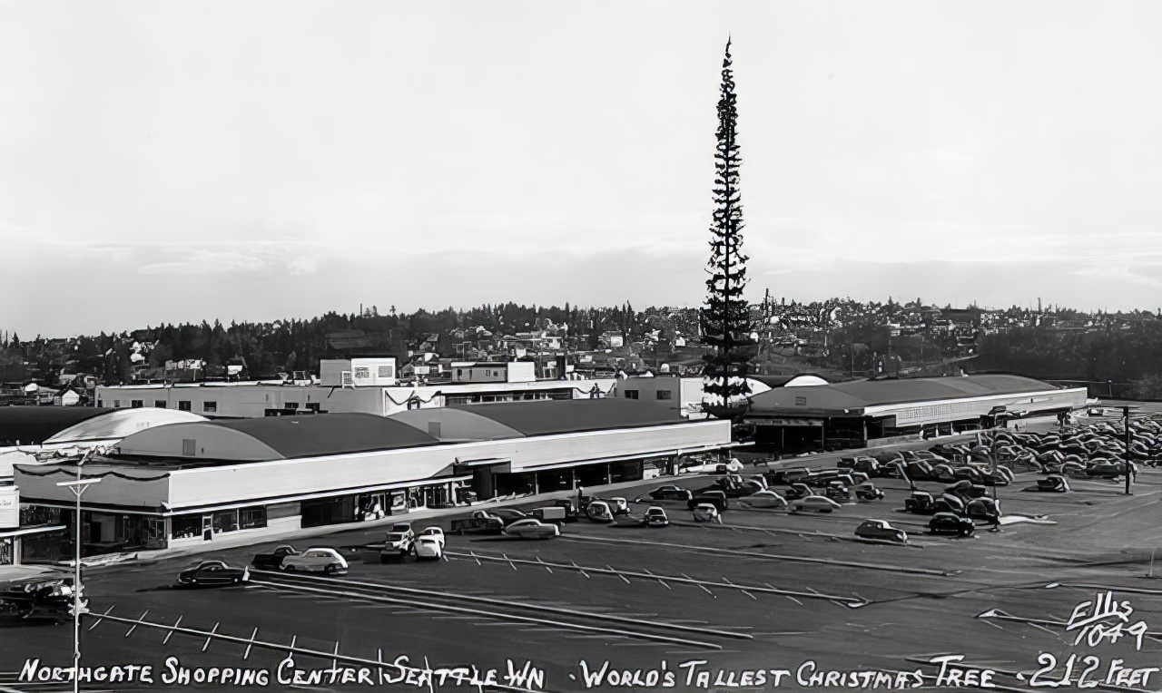 212 Feet of Holiday Cheer: Reliving the World's Tallest Christmas Tree in 1950