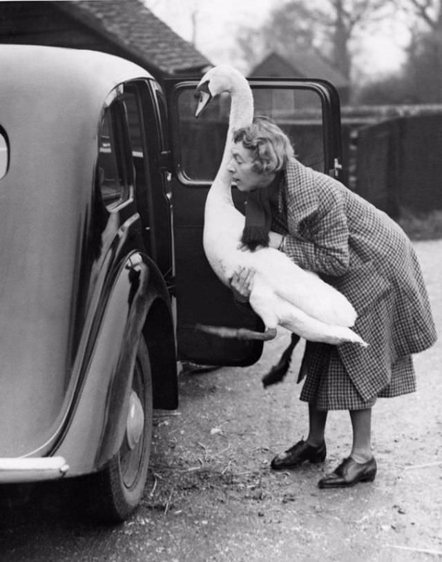Getting a pet swan inside a car.