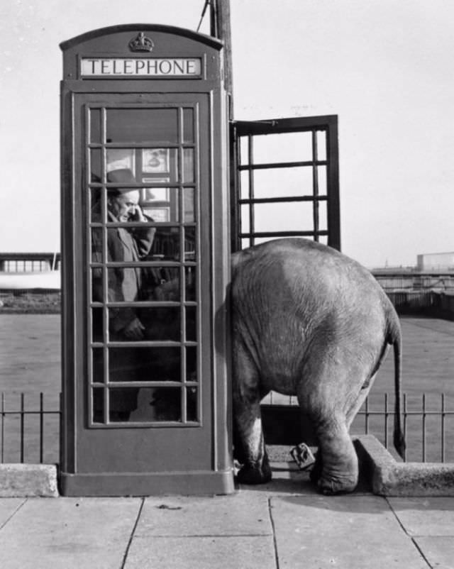 This elephant has an urgent call to make.