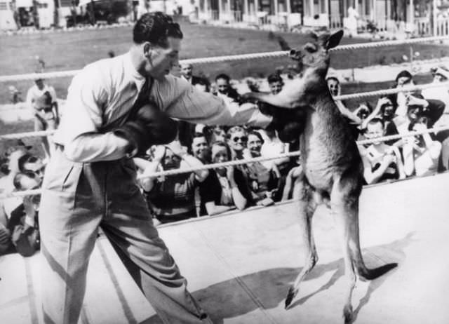 A kangaroo boxing.