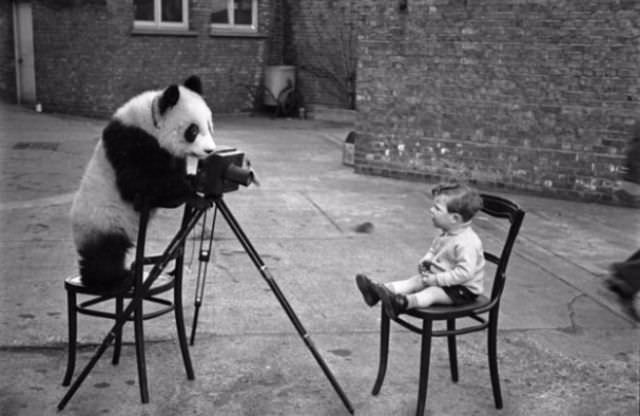 A panda taking a picture.