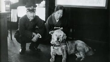 Hachiko dog Story