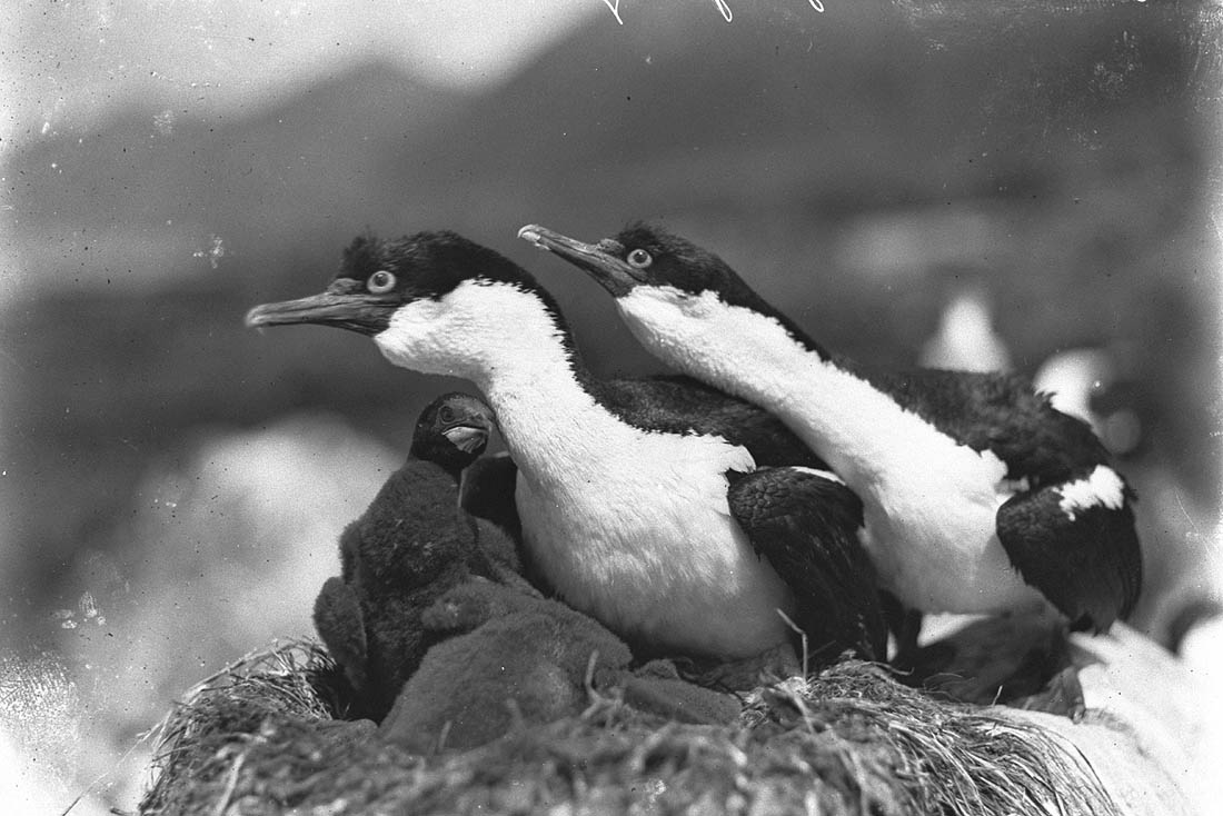 The 1911 Expedition to Antarctica: Frank Hurley's Photographic Documentation of the Australasian Antarctic Expedition