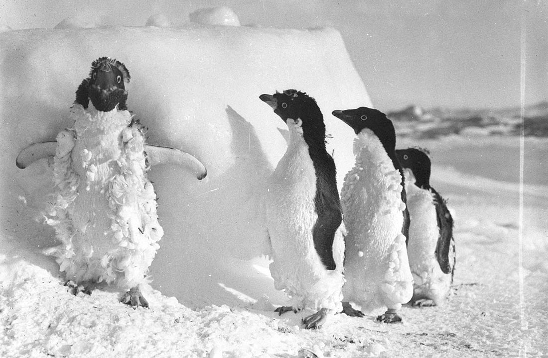 The 1911 Expedition to Antarctica: Frank Hurley's Photographic Documentation of the Australasian Antarctic Expedition