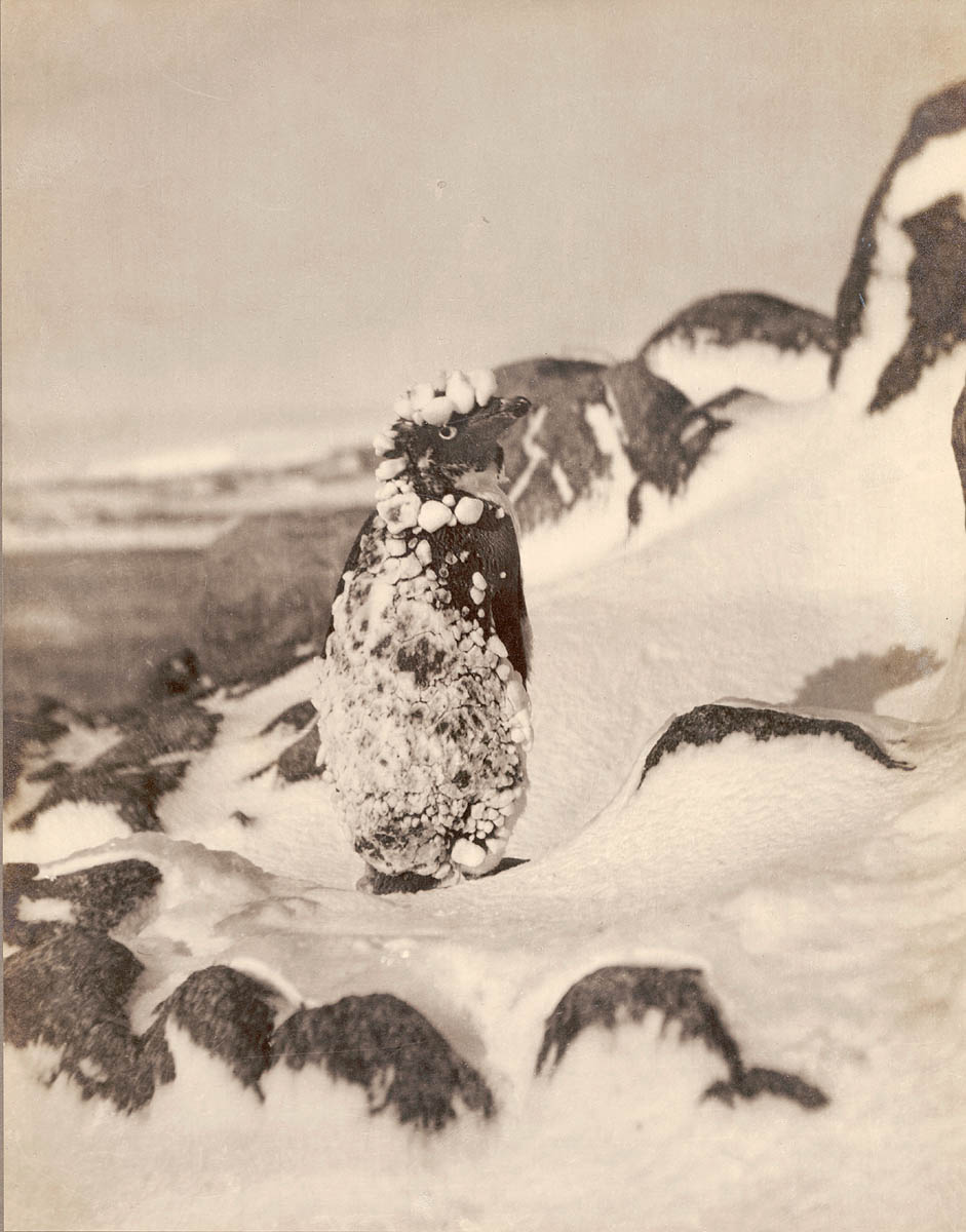 The 1911 Expedition to Antarctica: Frank Hurley's Photographic Documentation of the Australasian Antarctic Expedition