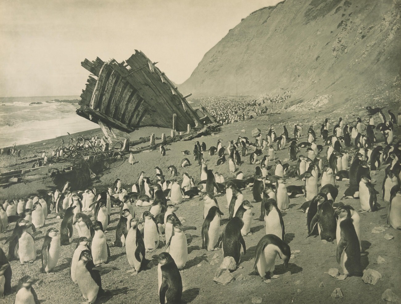 Macquarie Island – 1911