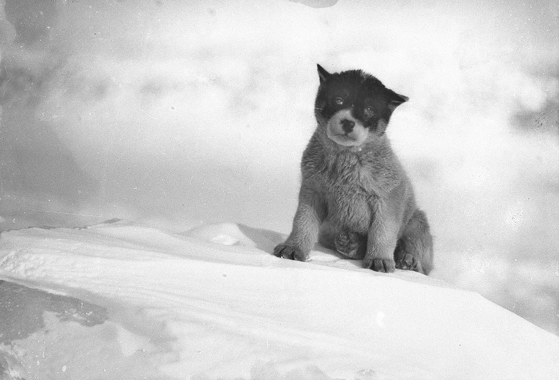 The 1911 Expedition to Antarctica: Frank Hurley's Photographic Documentation of the Australasian Antarctic Expedition