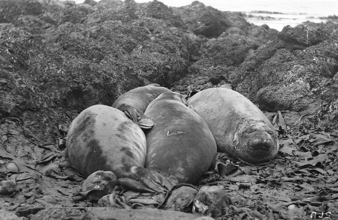 The 1911 Expedition to Antarctica: Frank Hurley's Photographic Documentation of the Australasian Antarctic Expedition