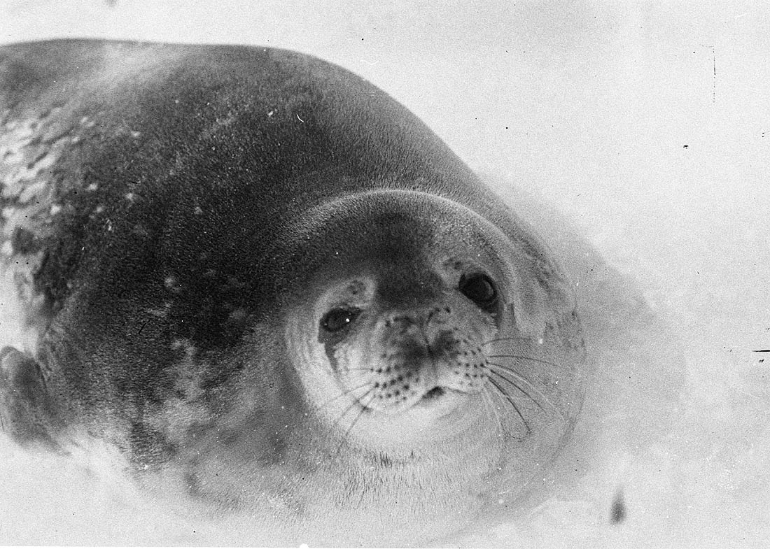 The 1911 Expedition to Antarctica: Frank Hurley's Photographic Documentation of the Australasian Antarctic Expedition