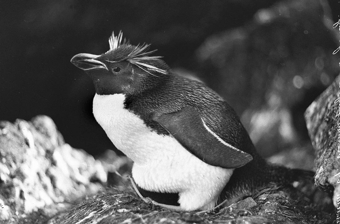 The 1911 Expedition to Antarctica: Frank Hurley's Photographic Documentation of the Australasian Antarctic Expedition