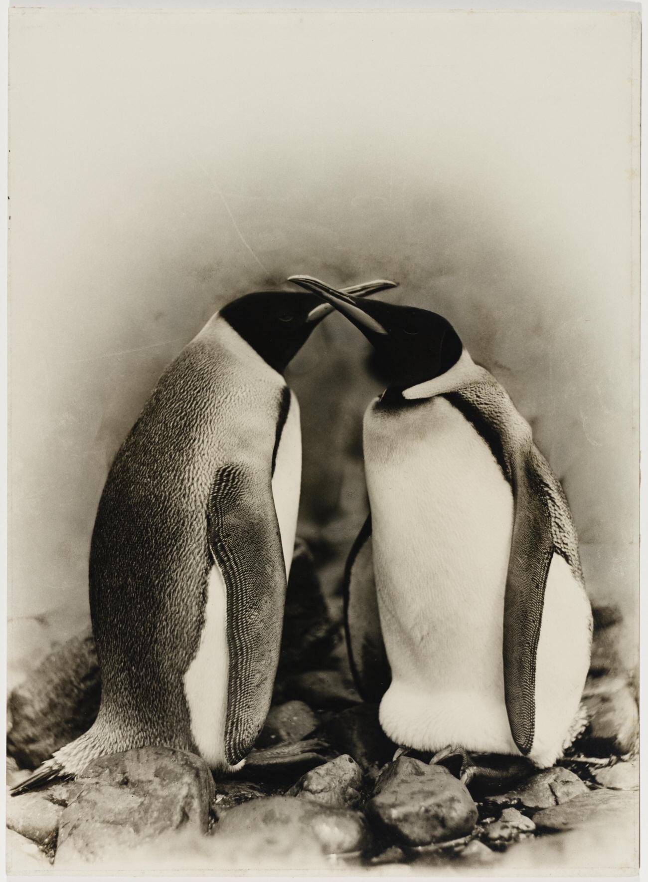 The 1911 Expedition to Antarctica: Frank Hurley's Photographic Documentation of the Australasian Antarctic Expedition