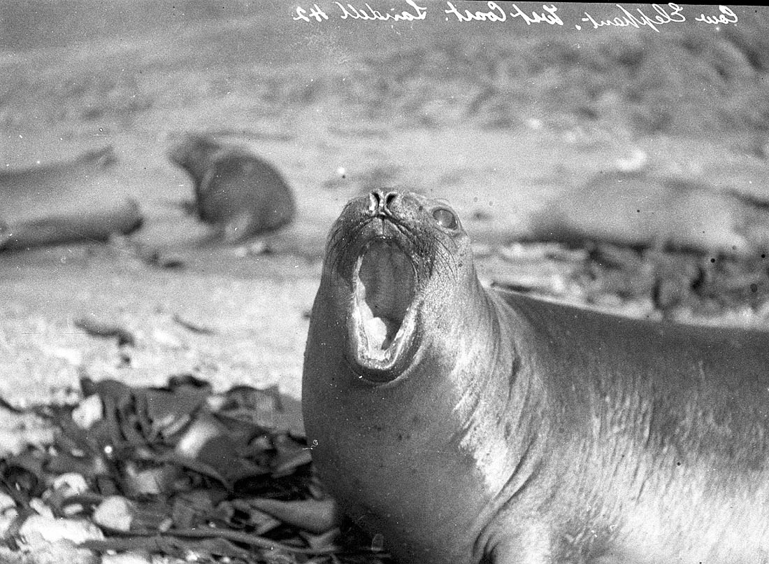 The 1911 Expedition to Antarctica: Frank Hurley's Photographic Documentation of the Australasian Antarctic Expedition