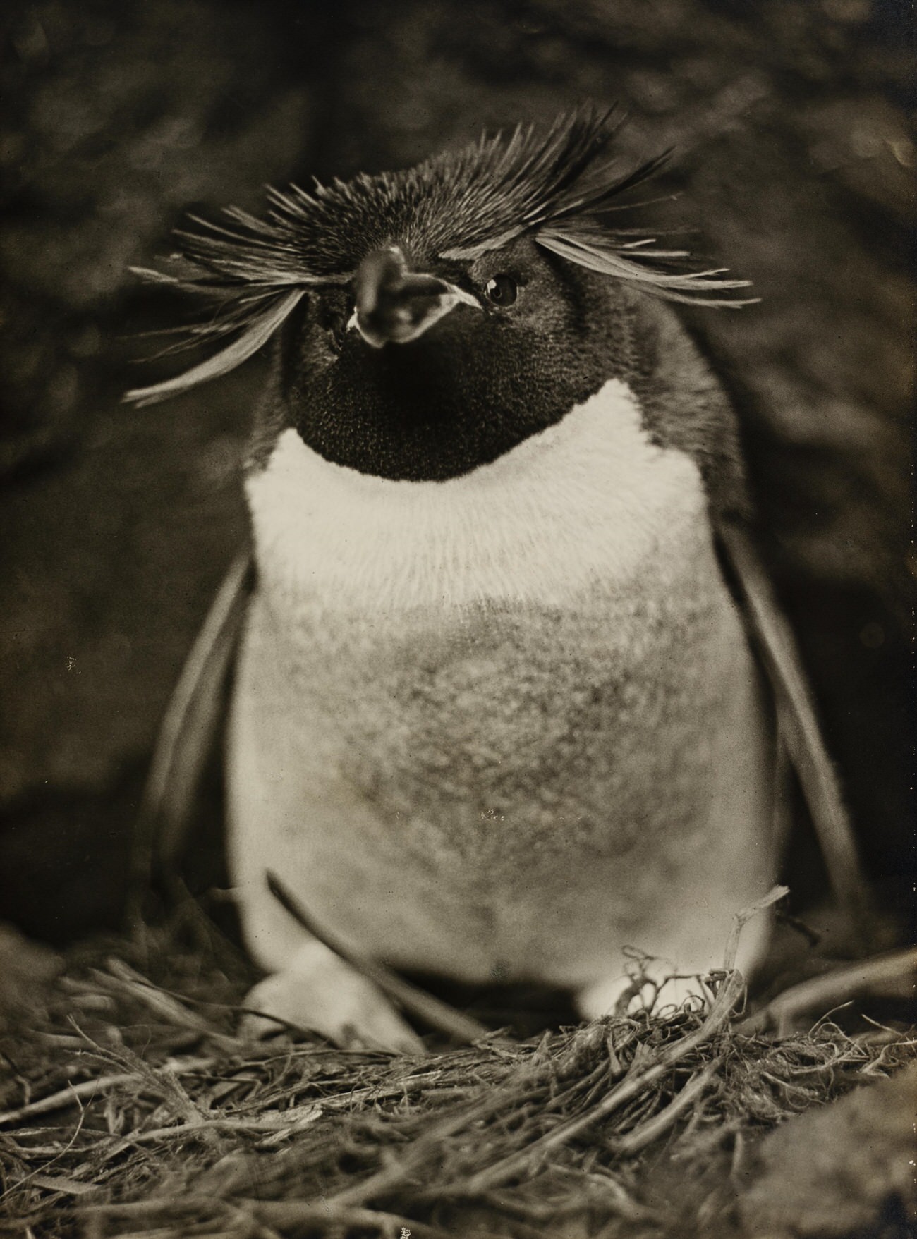 The 1911 Expedition to Antarctica: Frank Hurley's Photographic Documentation of the Australasian Antarctic Expedition