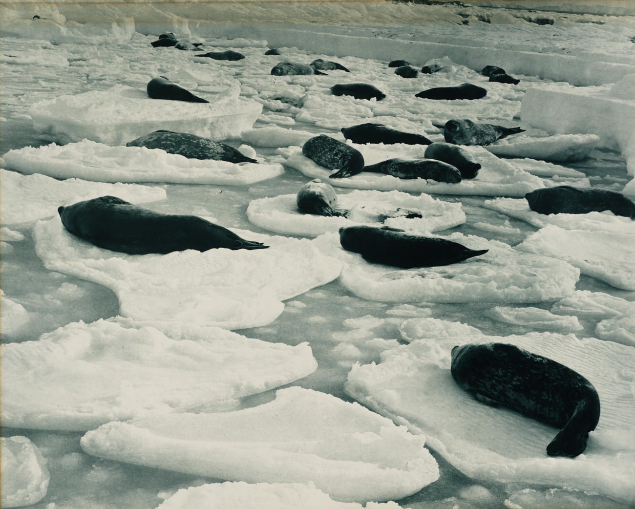 The 1911 Expedition to Antarctica: Frank Hurley's Photographic Documentation of the Australasian Antarctic Expedition