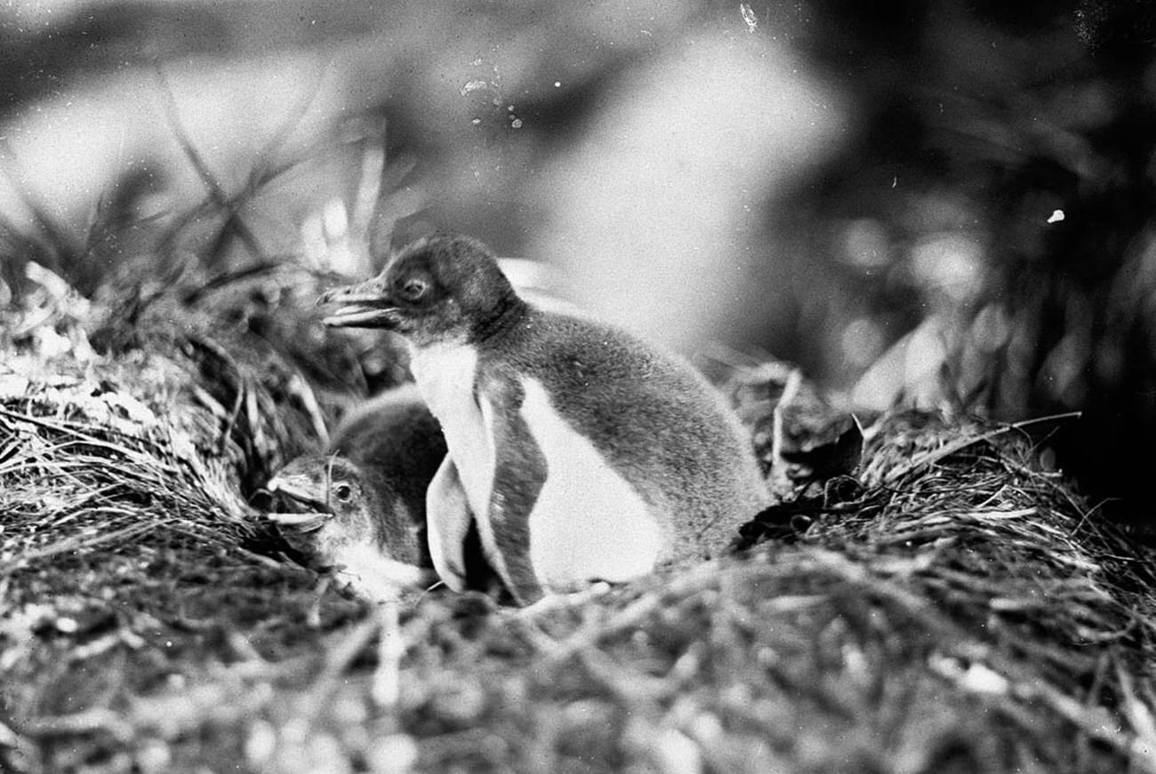 The 1911 Expedition to Antarctica: Frank Hurley's Photographic Documentation of the Australasian Antarctic Expedition