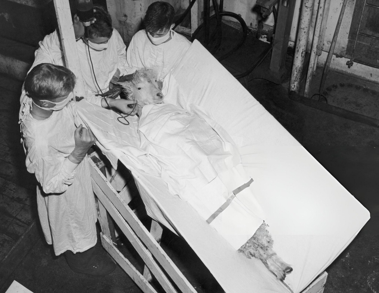 A male angora goat receives a blood transfusion after being exposed to the atomic blast at Bikini Atoll, 1946.