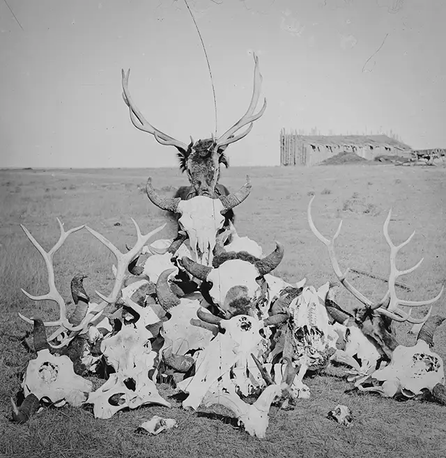 A pile of bison skulls following a hunt in Wyoming, 1870.