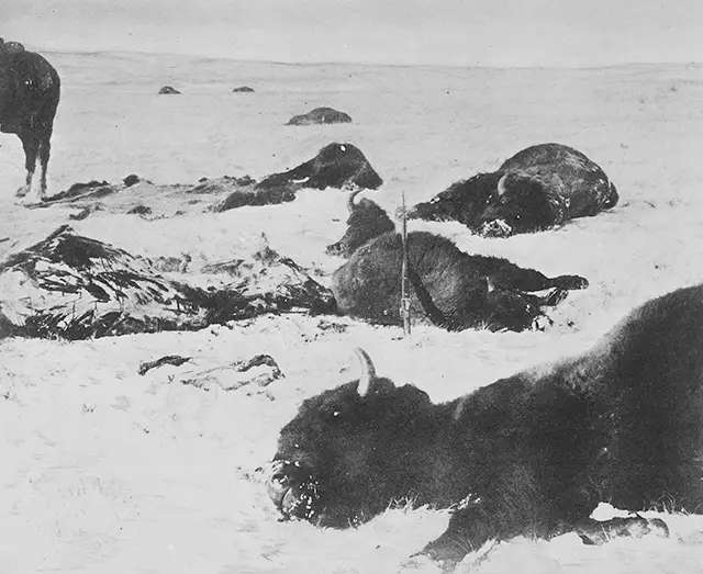 “Trail of the hide hunters.” Buffalo lying dead in snow, 1872.