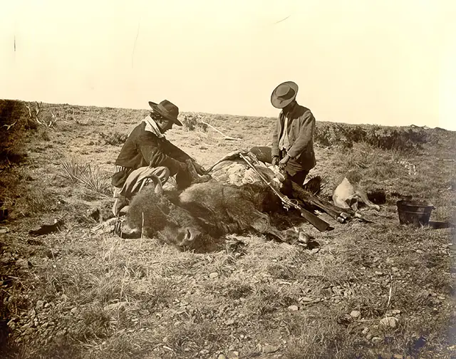 Hunters skinning the buffalo to make money from their pelts.