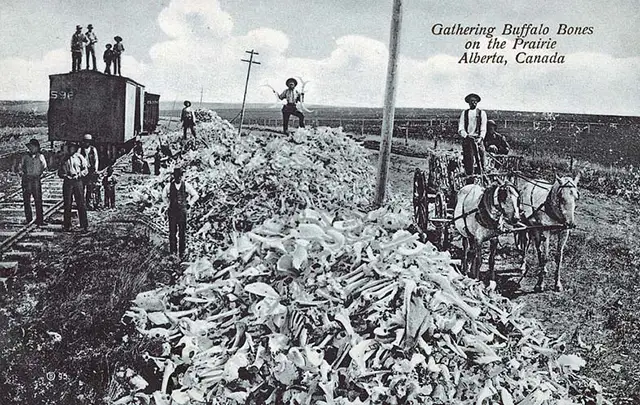 A pile of bison bones next to train tracks. As new railroad lines extended across the country, settlers poured west into land long held by Native Americans.