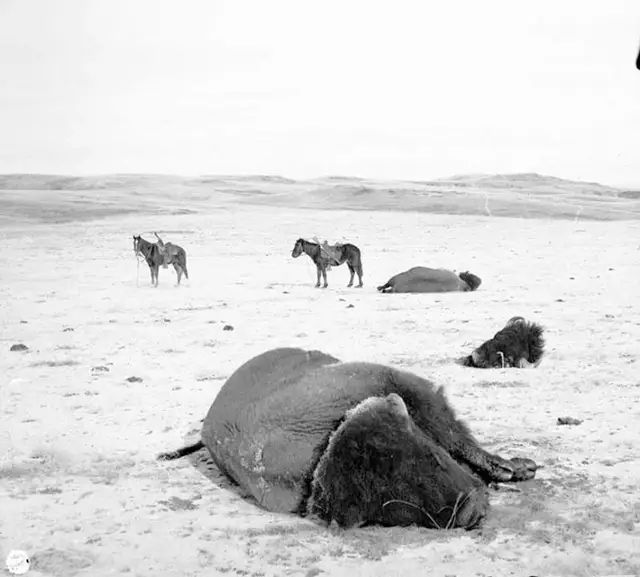 Once numbering as many as 60 million, only a few hundred bison remained in the wild at the turn of the century. The photograph was taken in January 1882.