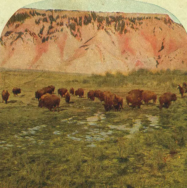 A 1903 photo taken in Yellowstone National Park captioned the “Last remnants of the American Bison.”