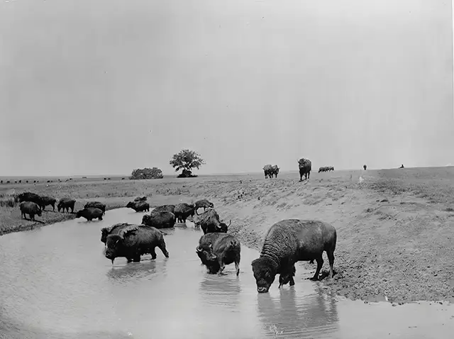 A herd of American bison drinking at a lake in Yellowstone National Park, 1905.