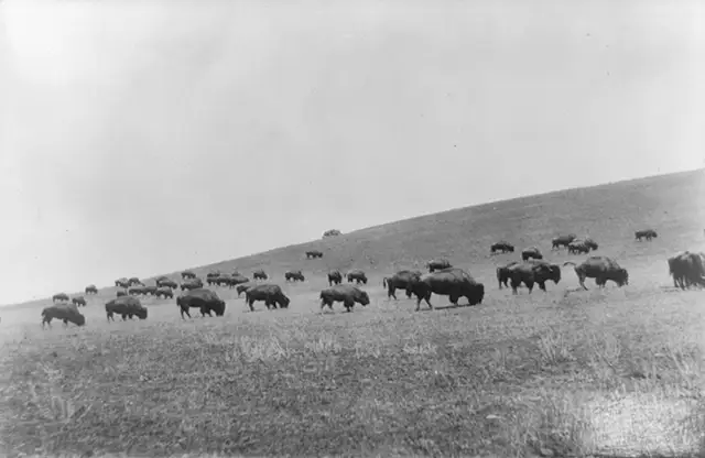 A bison herd in Montana, 1909.