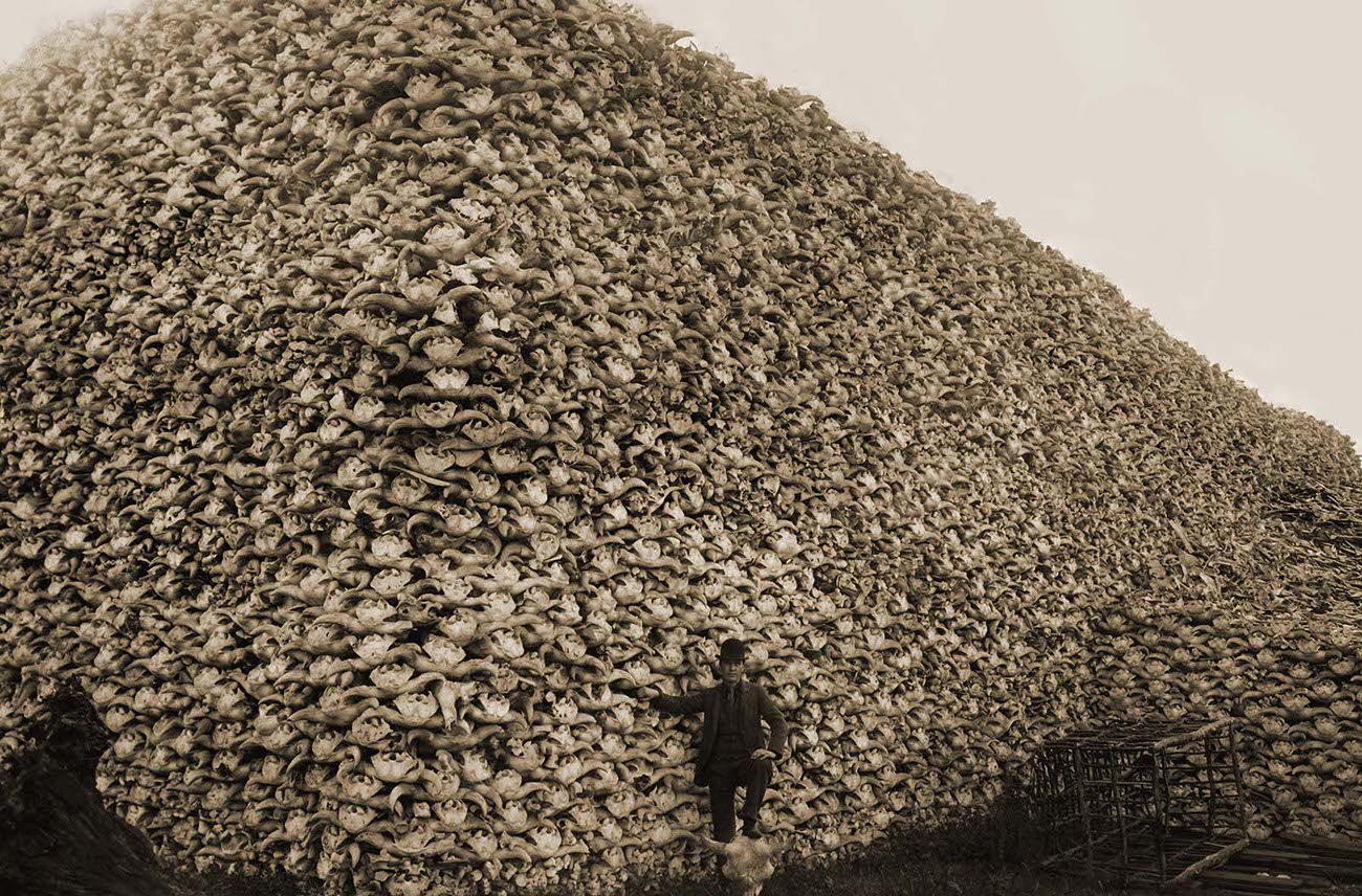 Disturbing Images of the Bison Extermination and Its Impact on Native American Culture in the 19th Century