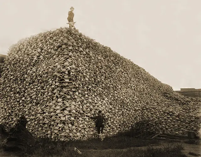 Men standing with piles of buffalo skulls, Michigan Carbon Works, Rougeville Mich., 1892.