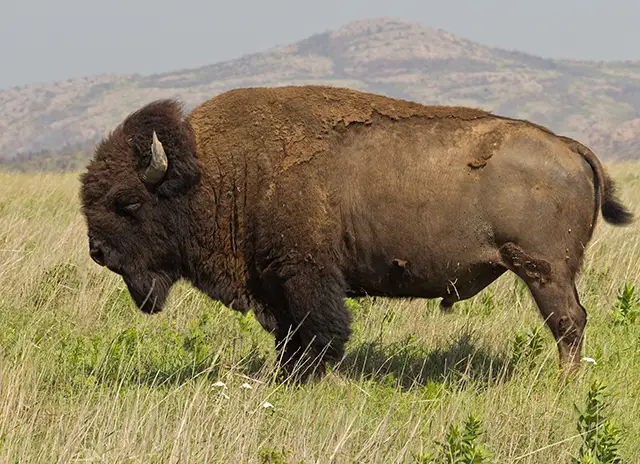 Disturbing Images of the Bison Extermination and Its Impact on Native American Culture in the 19th Century