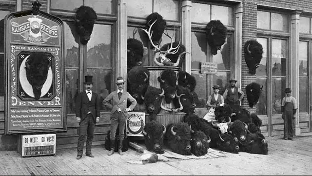 A taxidermist shop displays bison heads.