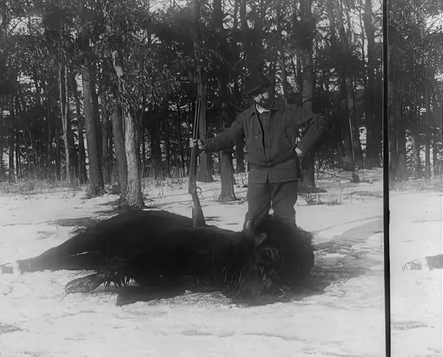 A man holds a rifle on top of a dead bison in an 1897 print titled “Glory enough for one day’s hunt.”