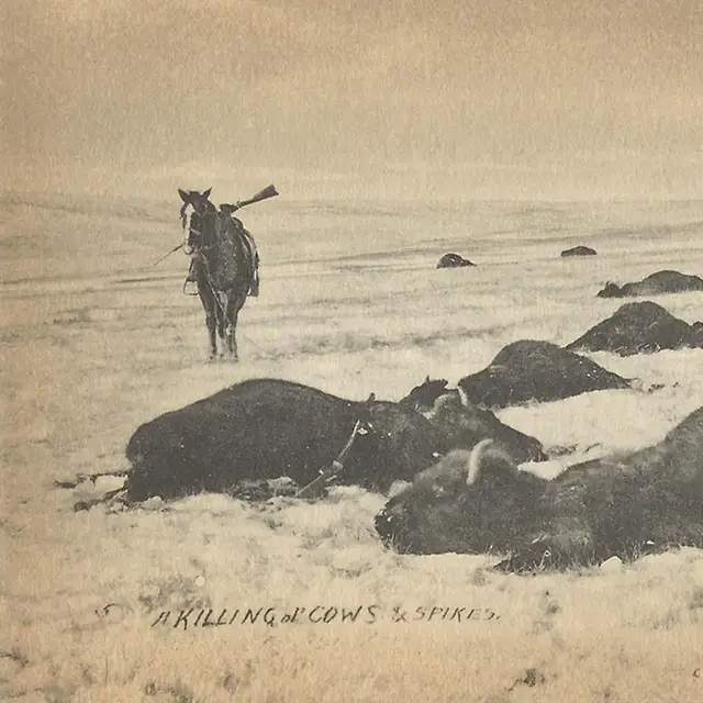 A postcard featuring a killed buffalo. It reads: “Killing cows and spikes.”