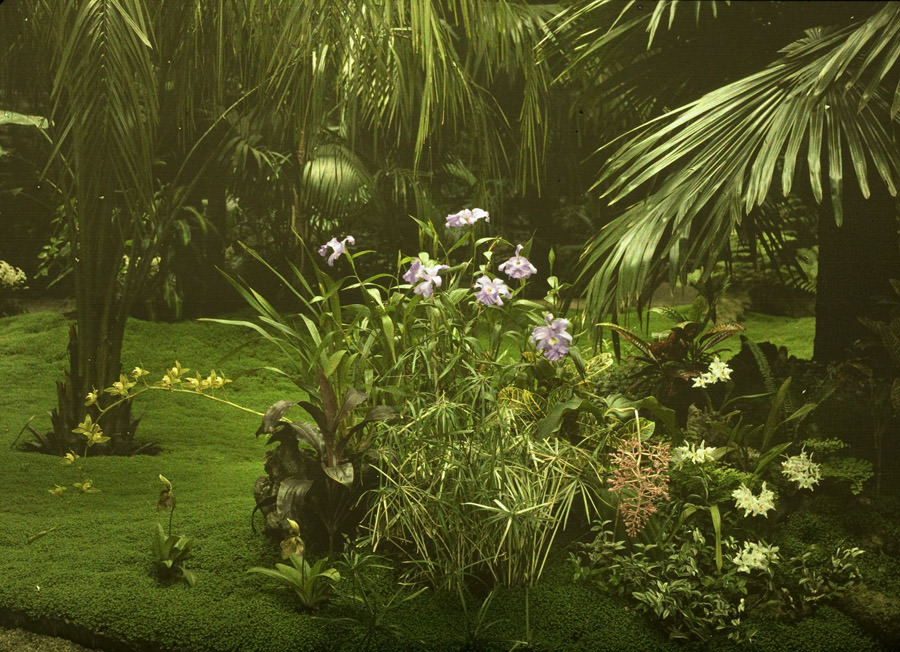 The Enchanting Autochromes of Charles Corbet, a Belgian Accountant from the 1910s