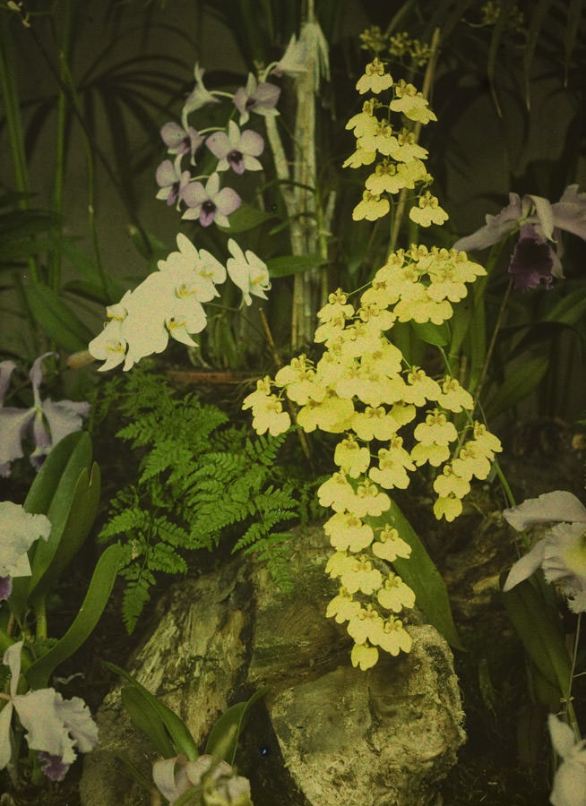 The Enchanting Autochromes of Charles Corbet, a Belgian Accountant from the 1910s