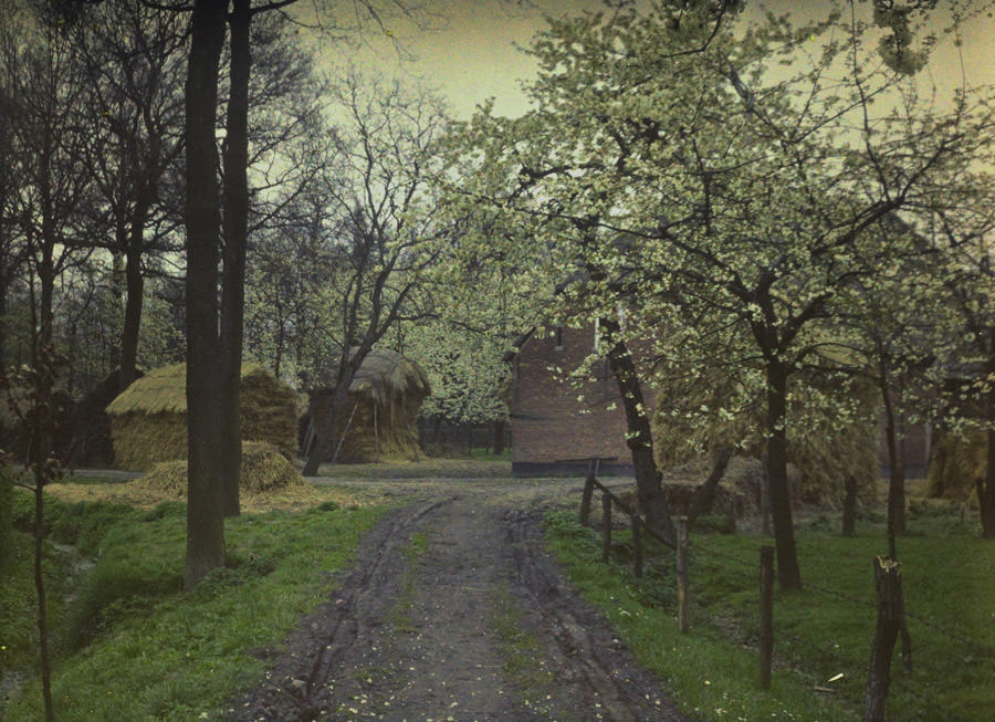 Flowering orchard, 1910