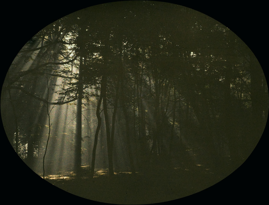 Charles Corbet, Filtered light through trees, 1910