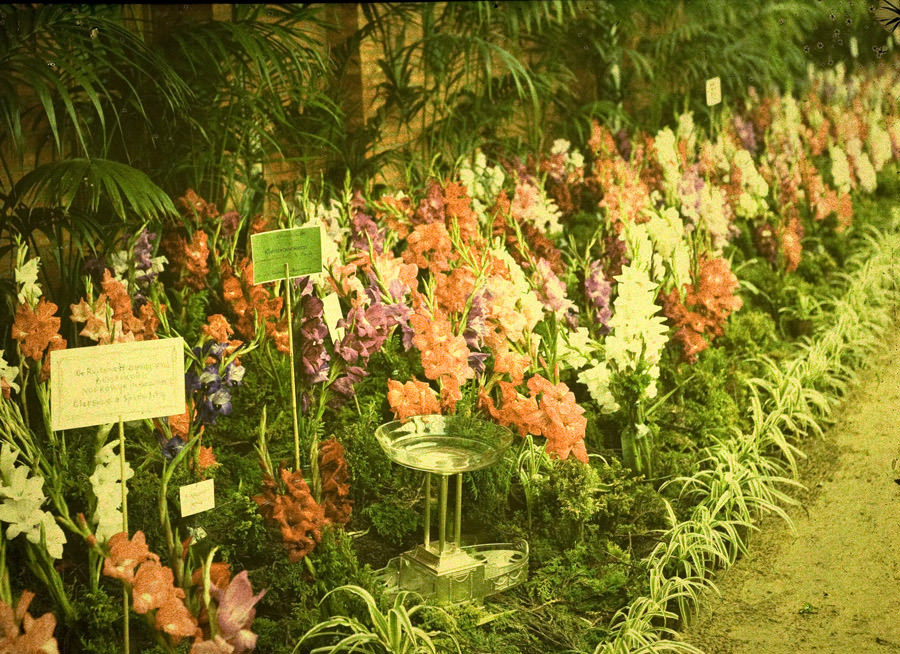 Gladioli on flowershow, 1910