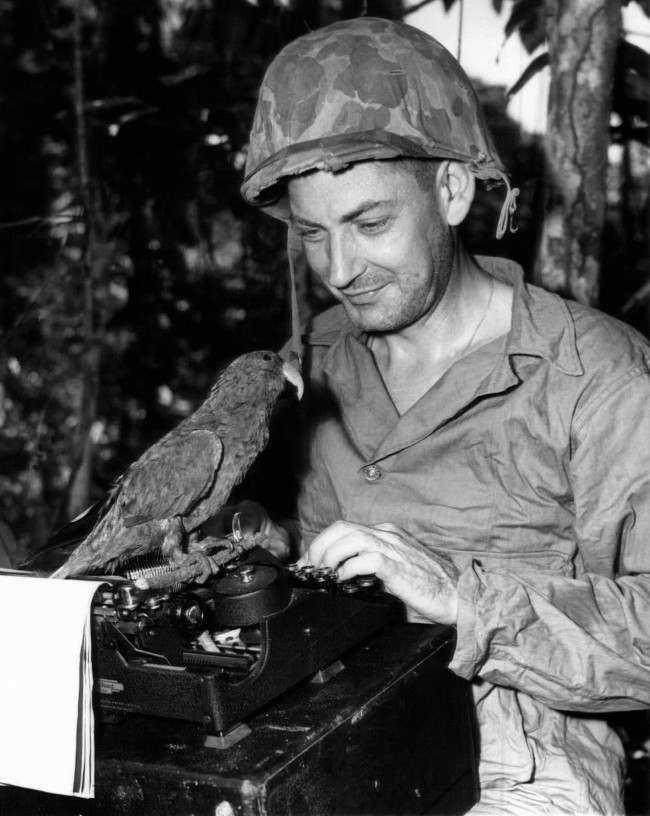 Charlie McMurtry, Associated Press war correspondent, writes some copy on Guadalcanal as his pet, ‘“Flags,’” the psychopathic parrot, sits perched on his typewriter. 1945