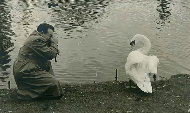 A man photographs a swan on the banks of a pond.