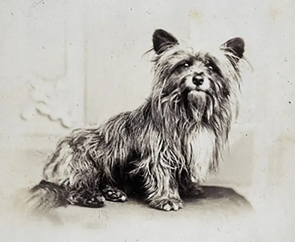 Greyfriars Bobby: The Most Famous Dog in Scotland