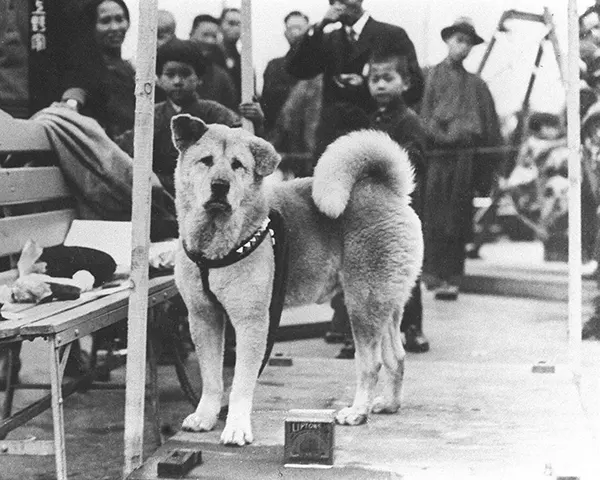 Hachiko: The Dog Who Never Stopped Waiting For the Return of His Owner