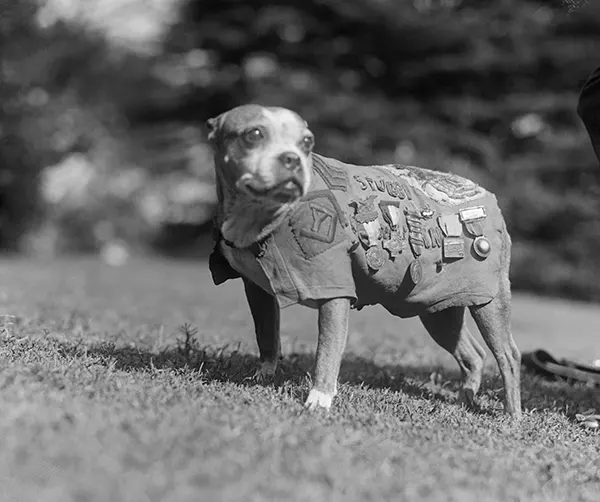 Sergeant Stubby: The World War I Canine Hero Who Became a Legend