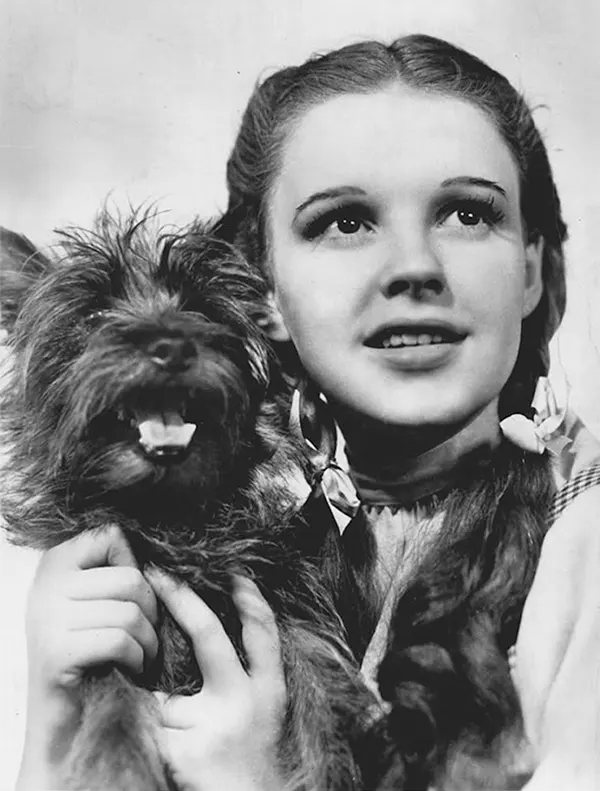 Terry: The Terrier Who Played Toto in The Wizard of Oz