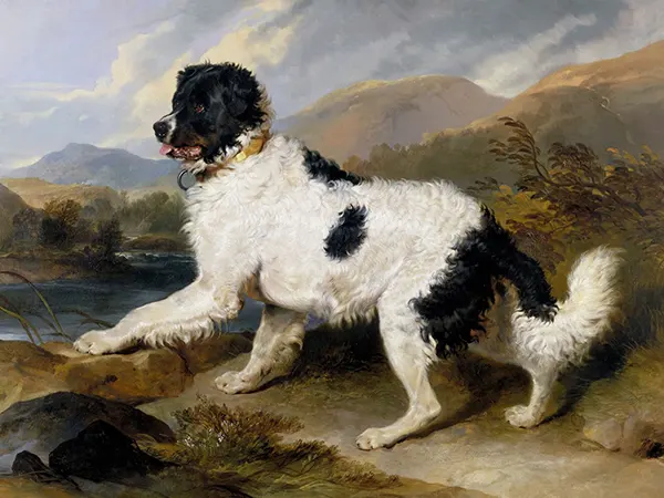 Seaman: Dog Who Explored The American West With Lewis And Clark