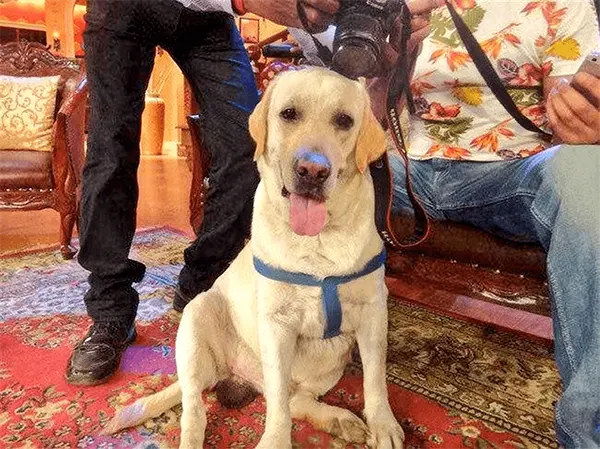 Zanjeer: The Indian Bomb-Sniffing Dog