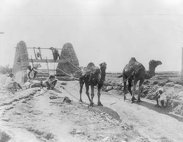 Camels draw water from Egyptian well, 1905.