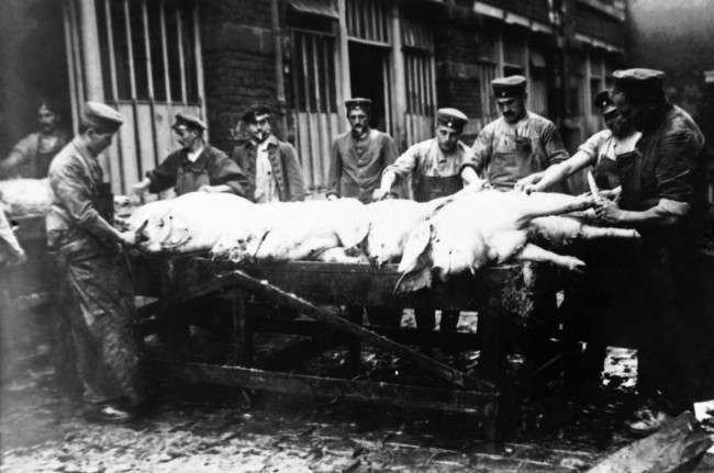 German army slaughtered pigs at Lille, France during World War I