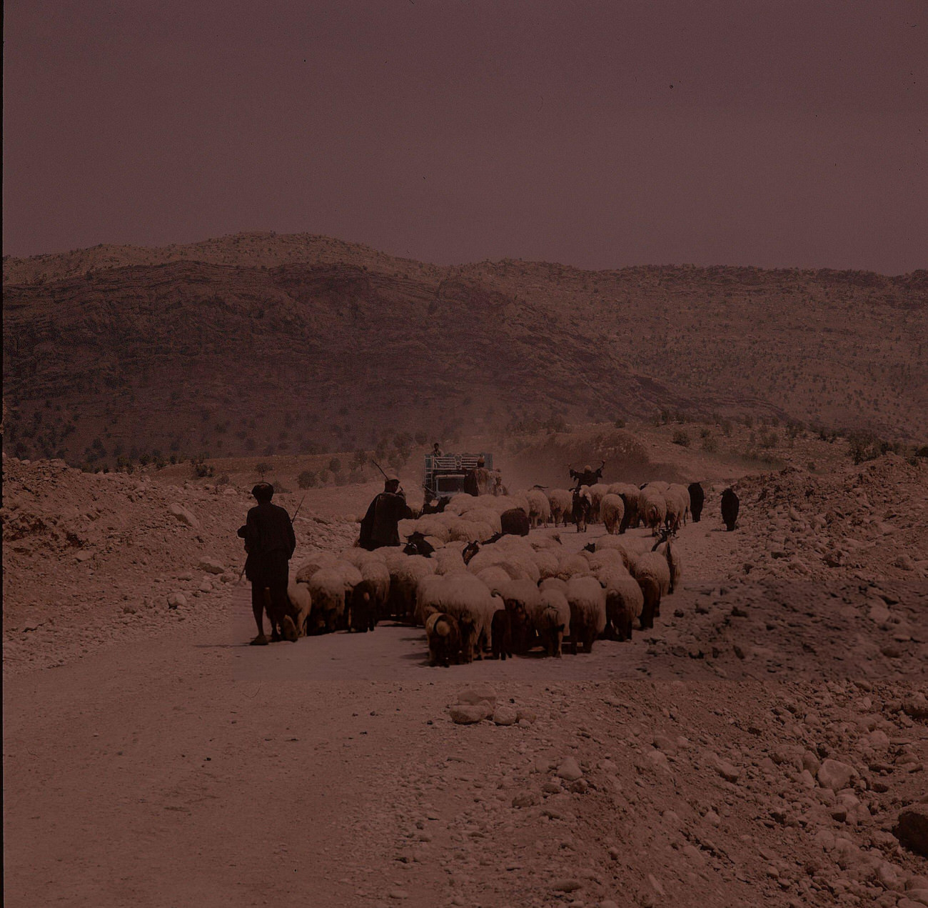 Nomadic shepherds leading their herd along a road in Iran, 1960s.